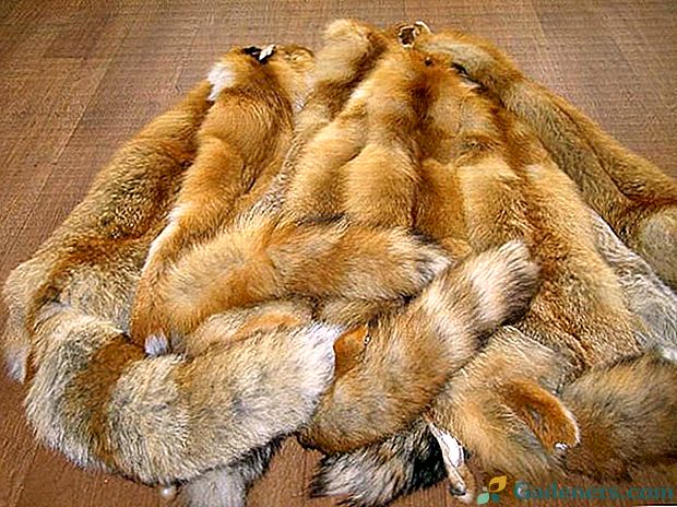 Preproste skrivnosti oblek kože lisice doma