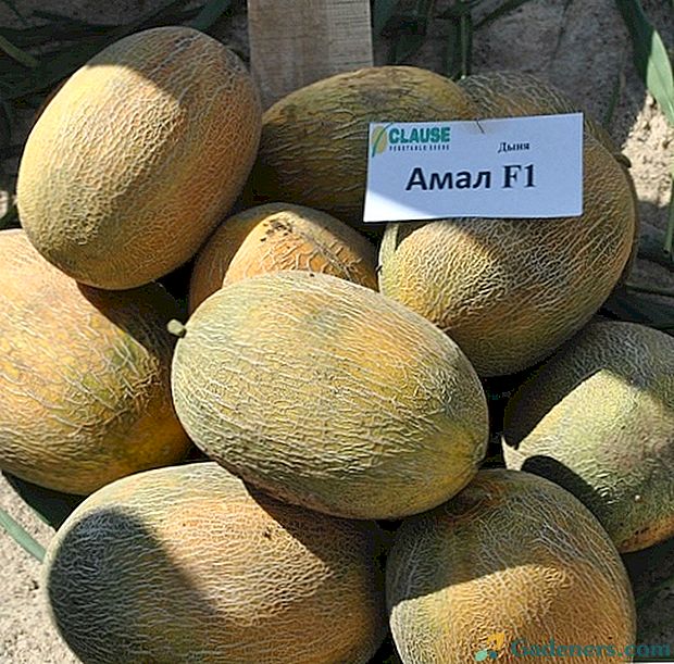 Ranně zralá, sladká a šťavnatá odrůda melounu Amal