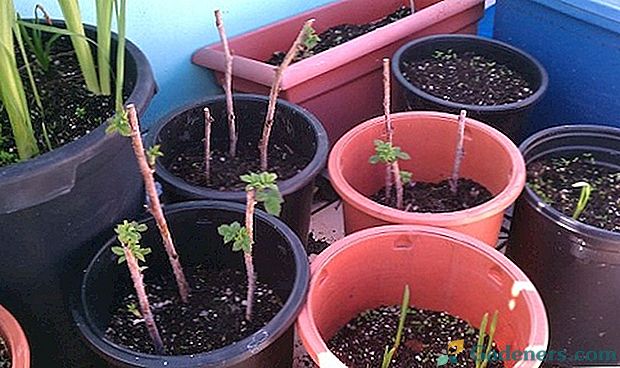 Raspberry seedling shoots