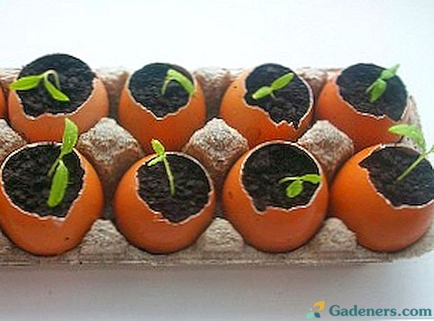 Растението от яйца е просто, практично и полезно решение.