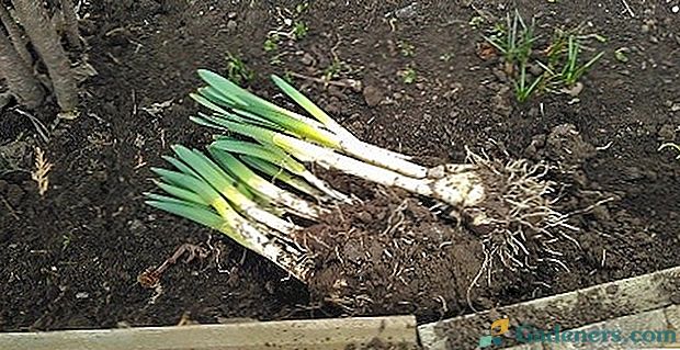 Narcizo sodinimas pavasarį: kaip tai padaryti