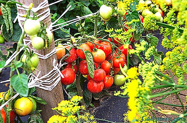 Augantis ant sodo pomidoras Dubrava Ąžuolas