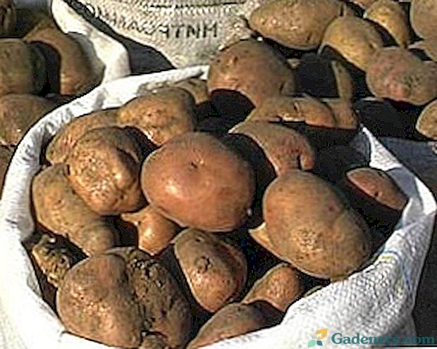 Různé metody dlouhodobého skladování brambor