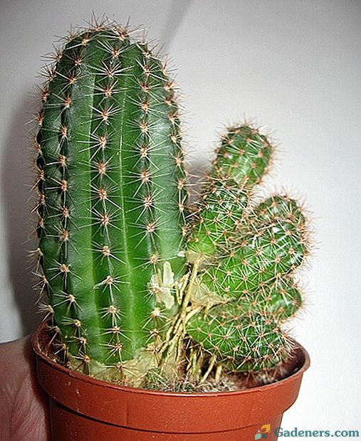 Kaktus pomnožimo doma