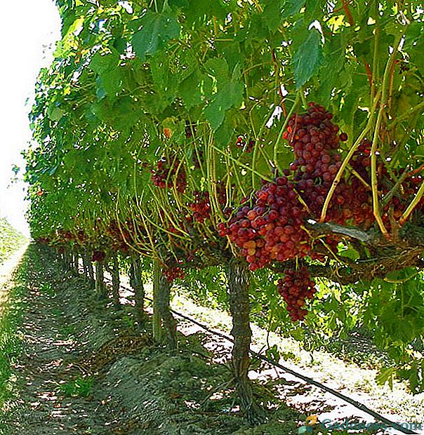 Розмноження винограду відводками в літню пору