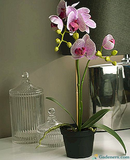 Orchidėjų puodų atrankos įvairovė ir savybės