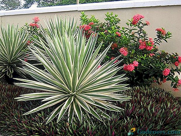 Gatunki Yucca: opisy roślin z imionami i zdjęciami