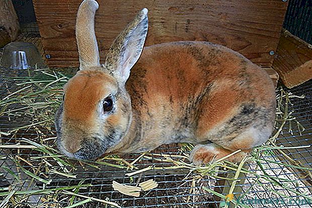 Развъждане на зайци у дома на парцела