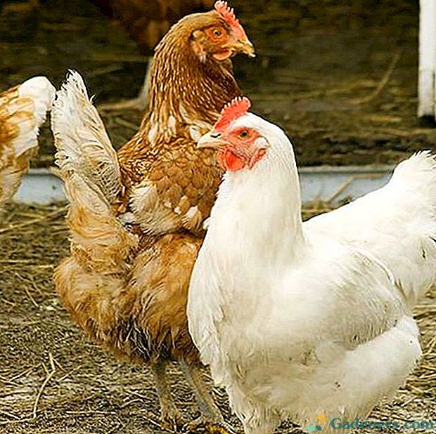 Узгој пилића од огреботина