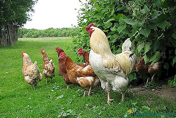 Отглеждането на пилета у дома за начинаещи е интересно и полезно упражнение.