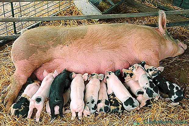 Uzgoj svinja na osobnom imanju