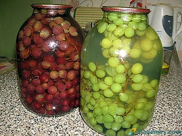 Рецепти компоту з винограду на зиму на будь-який смак