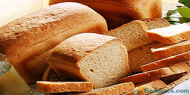 Receptes, lai pagatavotu kviešu maizi mājās