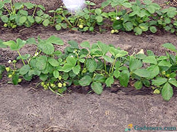 Naprawa truskawek: sadzenie i opieka nad nią