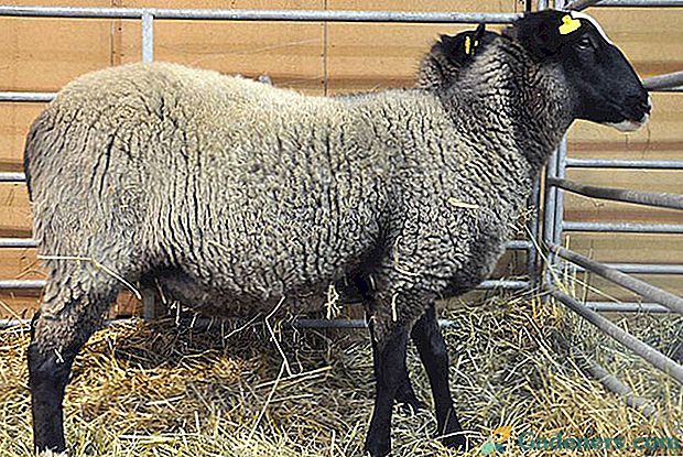 Romanovska pasma ovčjih plaščev po svetu