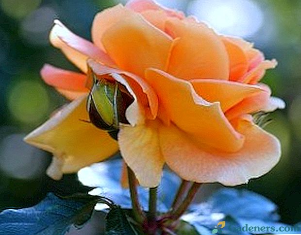 Чай роза - ароматна красота в градината и у дома