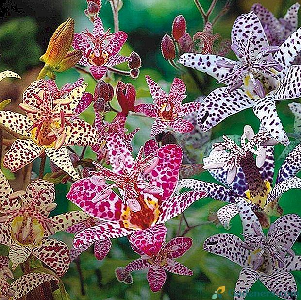 Vrtna orhideja Tricyrtis: spretnost pridelave in portfelj sort