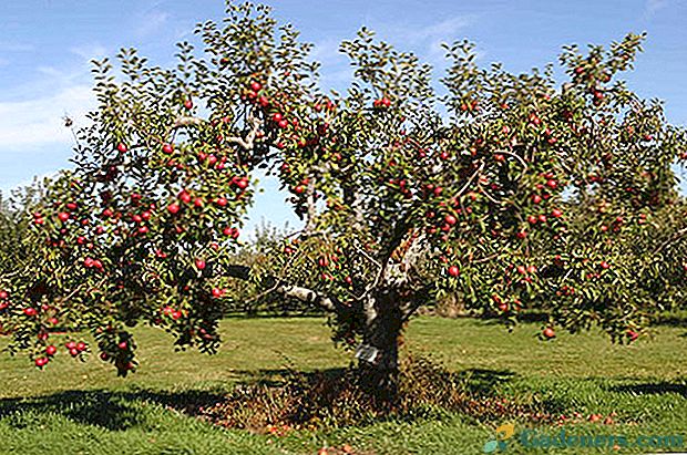 Работи в градината за лятно подрязване на ябълкови дървета