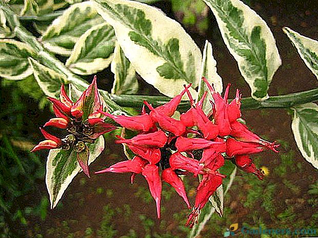 Najpopulárnejšie druhy pedilanthus pre pestovanie doma