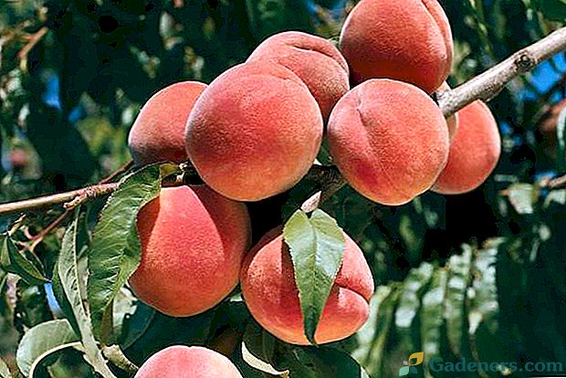 Найпоширеніші хвороби персика