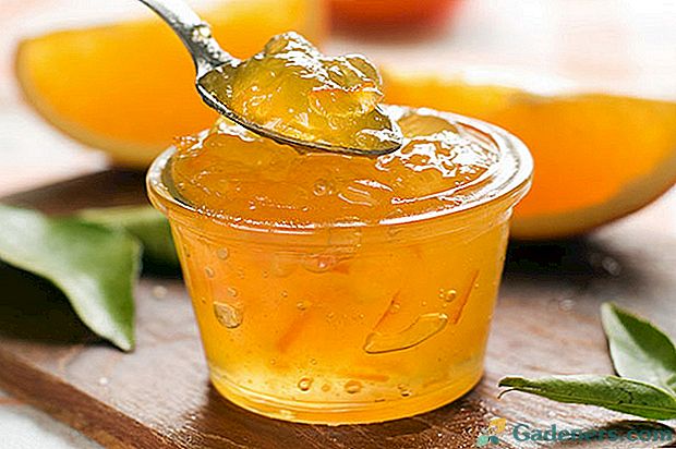 Najukusnijih i zanimljivih receptura od naranče