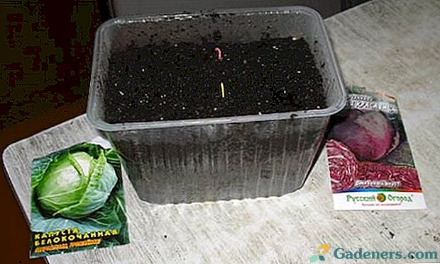 Садимо капусту на розсаду: терміни посадки в залежності від сорту
