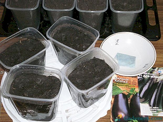 My rastlinky naše baklažány: kedy zasievať semená pre sadenice
