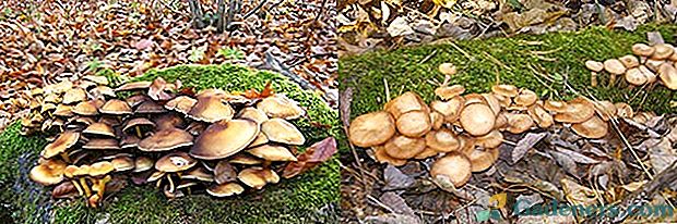 Jedlé a falešné houby: jak se dostat do nebezpečné pasti