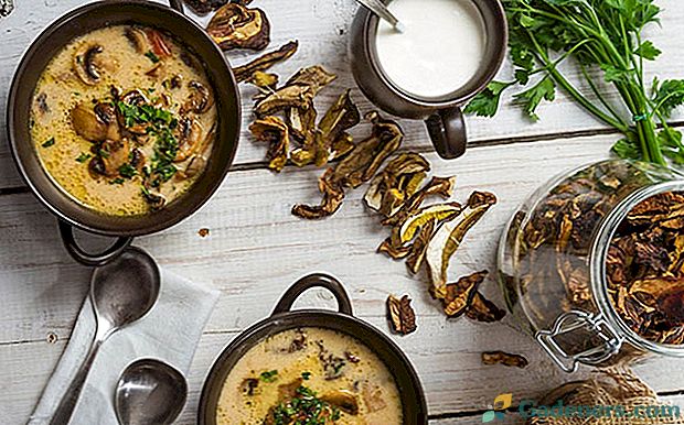 Tajemnice gotowania zupy grzybowej z zebranych suszonych grzybów