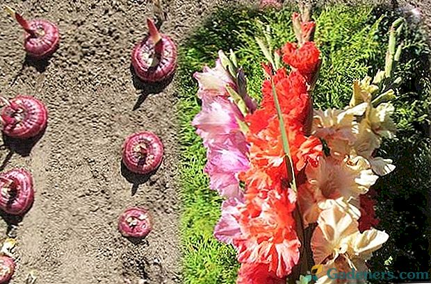 Paslapčių pavasarį sodinti gladiolus kaip žada vasaros žiedas