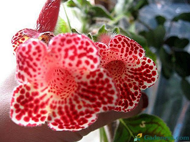 Секрети вирощування декоративного квітки Калерія