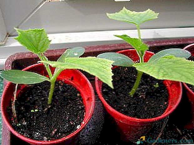 Tajne uzgoja sadnica tikvica - savjeti, značajke, preporuke