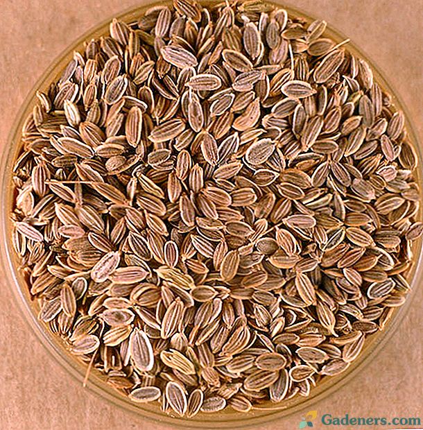 Kôprové semeno - liečivé vlastnosti