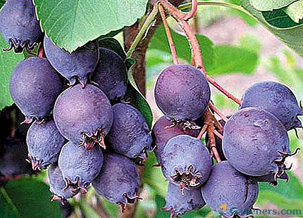 Slatka grm s zdravih plodova - shadberry