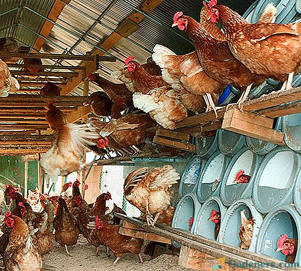 Симптоми на заболявания на кокошките носачки и правила за тяхното лечение