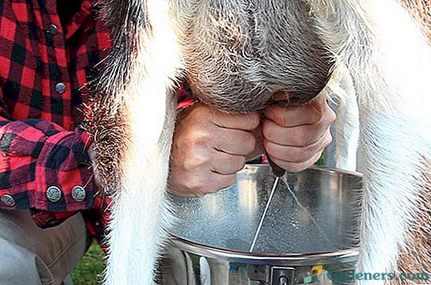 Koliko mleka daje koza dnevno?