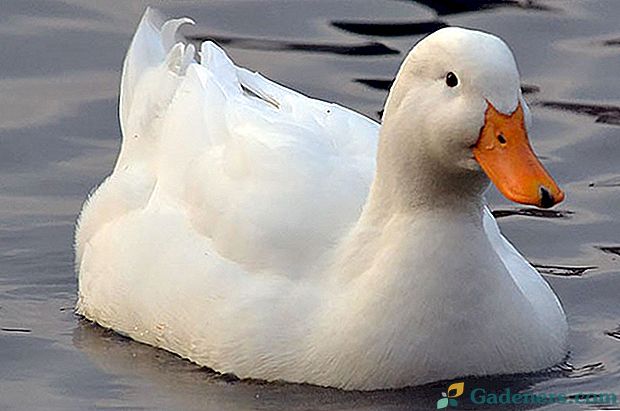 Колико дуго су патке различитих раса потребно да седну на пилићима?