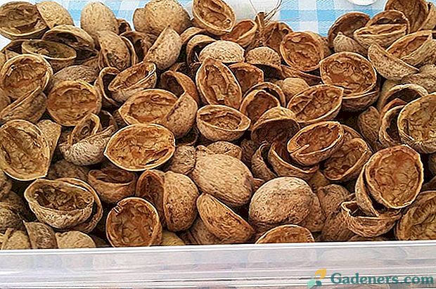 Škrupina orechov: aplikácia v tradičnej medicíne, na záhrade a v hospodárstve