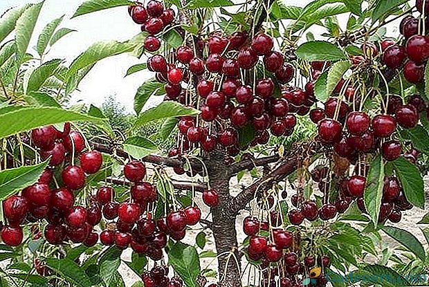 Saldžiųjų uogų - vyšnių Turgenevka
