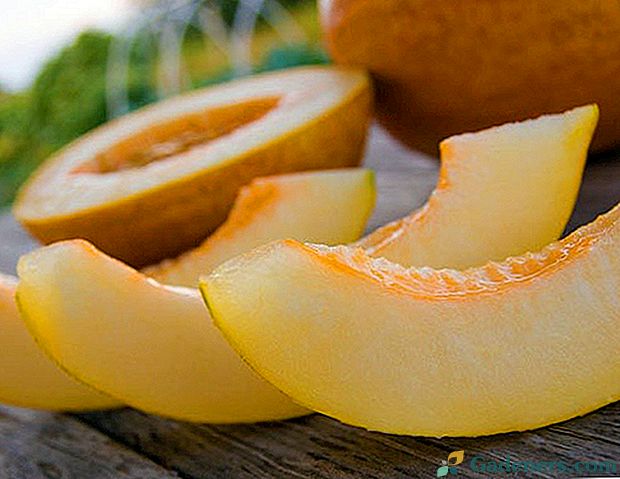 Juicy melon pulpa može biti korisno i štetno za tijelo.