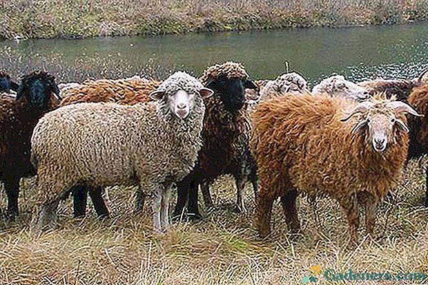 Поддържане и развъждане на овце у дома