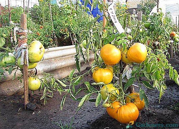 Сонячний і солодкий томат Хурма: характеристика і опис сорту