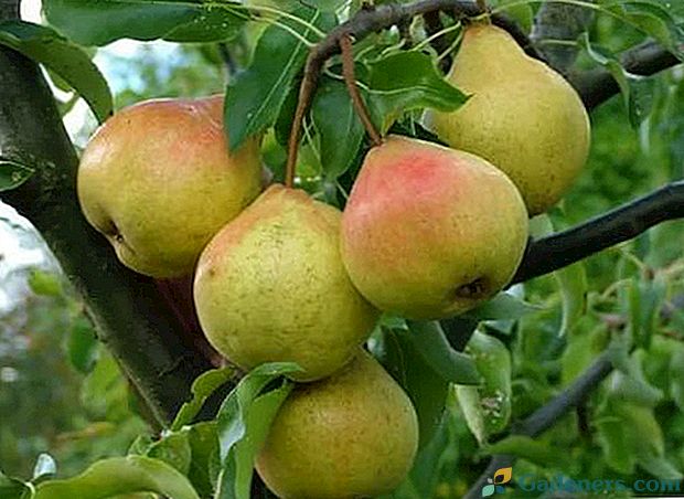Odroda hrušky Jesenná Yakovleva vyzdobí vašu záhradu a poteší vás chutnými ovocnými plodmi.