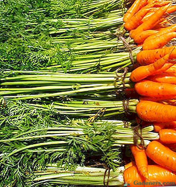 Сортовете моркови с снимки и описания
