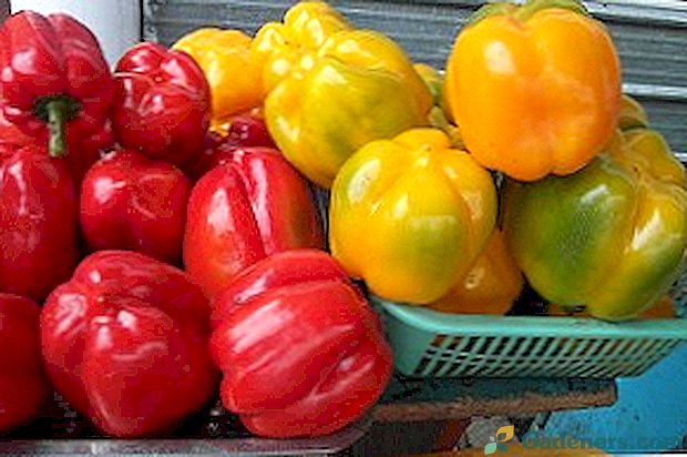 Odrůdy sladké papriky tlustostěnné s fotografiemi a popisy