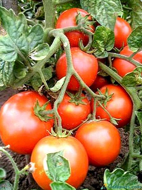 Atviros pomidorų veislės