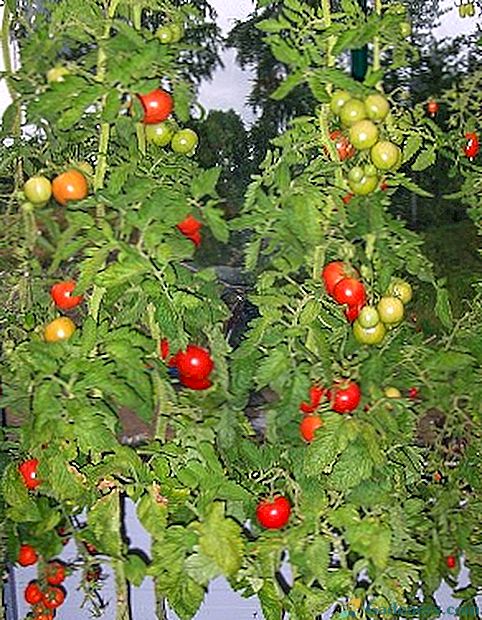 Ļeņingradas apgabala tomātu šķirnes