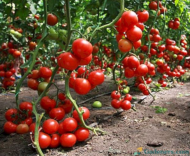 Variety skleníkových paradajok