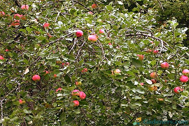 Apple odrůdy pro oblast Leningrad