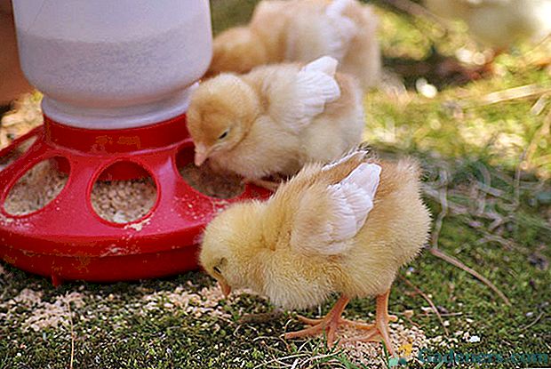 Съставът и характеристиките на селекцията на фуражите за пилета